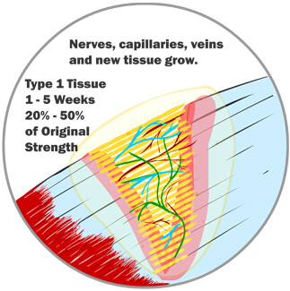 Nerves, Veins, and Capillaries Start to Grow in the Gap